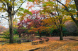 Yoyogi park with autumn leaves falling down.
