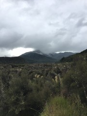 Manuka forest and panoramic vista near Poronui Station, Taupo New Zealand