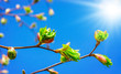 Grüne Blätter, blauer Himmel mit Sonne im Frühling
