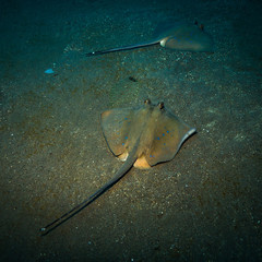 Wall Mural - Stingray