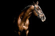 Beautiful stallion posing on a black background