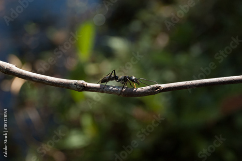 Photographie big aunt walk in a brench of a tropical florest in brazil