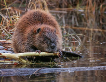 Big Beaver In A River Outlet Gnawing On A Branch It Chewed Off Of A Tree Along The Bank And Dragged Over To The Bank