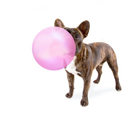 cute french bulldog isolated on a white background blowing a huge pink bubble with gum