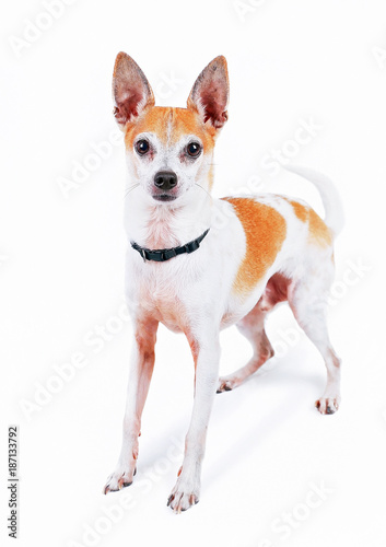 Cute Fox Or Rat Terrier Chihuahua Mix In A Studio Shot On An Isolated White Background Stock Foto Adobe Stock