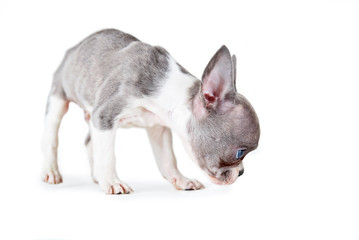 Wall Mural - photo of a cute french bulldog puppy studio shot on an isolated white background