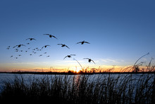 Waterfowl Sunset