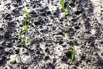 Canvas Print - green shoots of onion on plowed garden beds