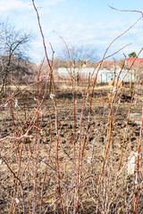 Wall Mural - bare raspberry bushes in rural garden