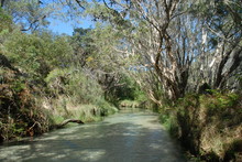 Eli Creek On Fraser Island, Australia