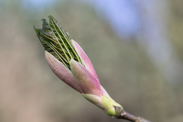 maple leaf coming out of the bud. very young fresh maple leaf in spring forest closeup (acer platano