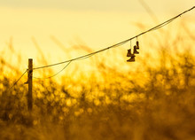 Boots Hanging From Power Lines Against Golden Autumn Sky At Sunset Illustrating A Military Rite Of Passage