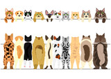Fototapeta Koty - standing cats front and back border set