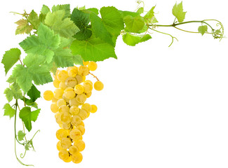 Canvas Print - grappe de raisin blanc et feuilles de vigne 