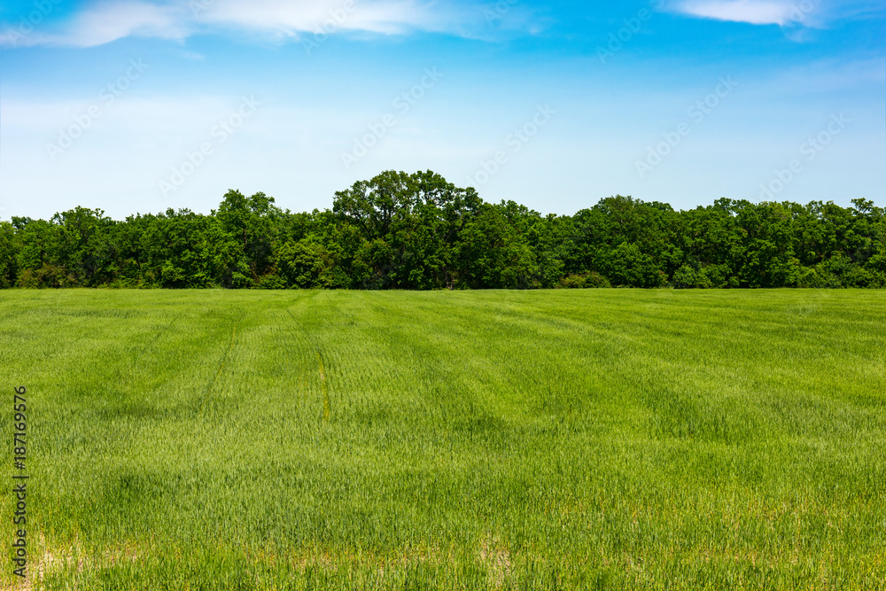 Obraz na płótnie Edge of forest, field with green grass w salonie