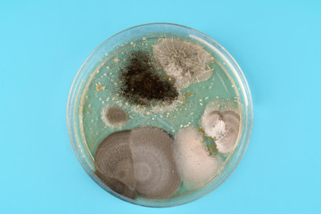 Poster -  growth of microorganisms in a Petri dish, Bacteria, yeast and mold growing on an agar plate.