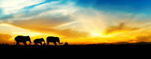 Family Of Elephants. Sunset