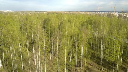 Wall Mural - Aerial view from drone on the birch wood in the summer sunny day