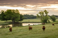 Cattle In The Pasture