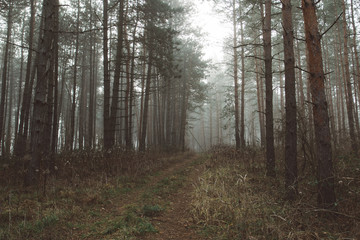 Wall Mural - Misy forest landscape. Beautiful forest morning. Travellers paradise.