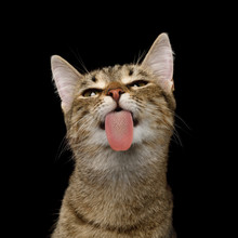 Portrait Of Domestic Cat, Licked Screen On Isolated Black Background, Front View