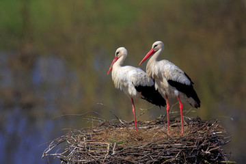 Pair of White Stork birds on a nest during the spring nesting period