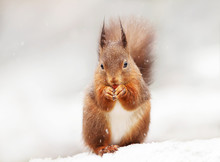 Cute Red Squirrel In The Falling Snow