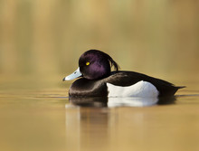 Male Tufted Duck Swimming In The Pond