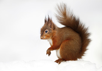 Red squirrel sitting in the snow against white background