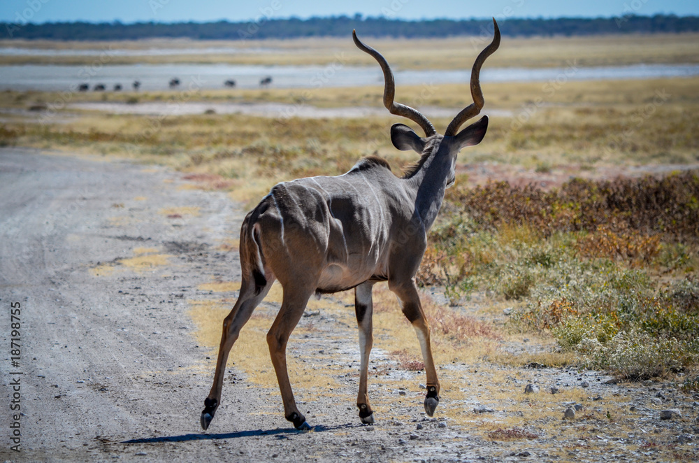 Kudu (Strepsiceros)