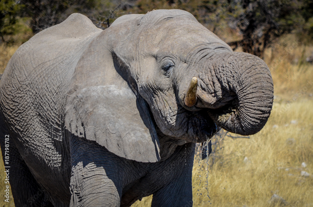 Afrikanischer Elefant / Etosha Nationalpark, Namibia