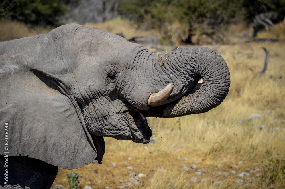 Afrikanischer Elefant / Etosha Nationalpark, Namibia