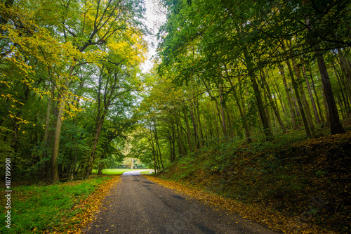 Plakat Przejście w lesie w kolorowej jesieni, Mały Karpacki, Sistani, Europa