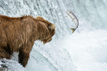 A Grizzly Bear Catching Salmon, Brook Falls, Alaska