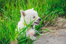 A White Little Puppy Running And Playing In The Green Grass