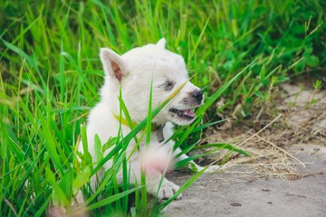 Wall Mural - a white little puppy running and playing in the green grass