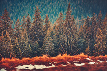 Gorgeous Winter Landscape The Straight Rows Of Wonderful Pine Trees In The Carpathians Mountains In Ukraine. Beauty Of Coniferous Bukovel Forests. Artistic Retouching In Red, Brown, Tawny Tints.