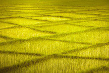 Yellow Grass Background Free Stock Photo - Public Domain Pictures