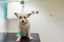 Orolig Liten Hund Som Nyss Tagit Blodprova Hos Veterinären