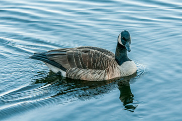 Wall Mural - Canadian Goose