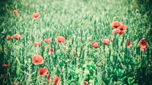 Field With Green Shoots Of Grain And Poppy Flowers, Green Color With Many Soft Flying White Poplar Fluff. Cinemagraph Seamless Loop Animation Motion Gif Render Background