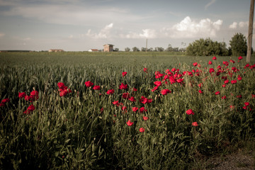 Poppies bush near cultivated field on a sunny day in the Po Valley. Castelnovo di Sotto Italy