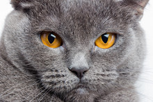 Serious British Gray Cat Closeup