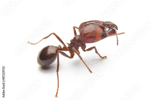 Plakat Czerwona mrówka odizolowywająca na białym tle.