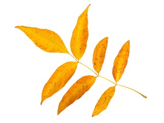 Wall Mural - leaf on white