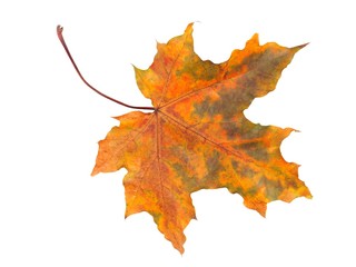 Wall Mural - autumn leaf on white