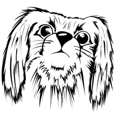 stylized image of the head dog breed pekingese isolated on white background. vector illustration