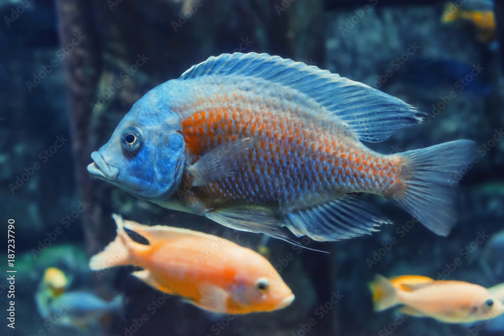 Exotic fishes in aquarium