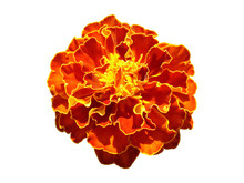 One French Marigold Orange And Yellow Flower Isolated On White