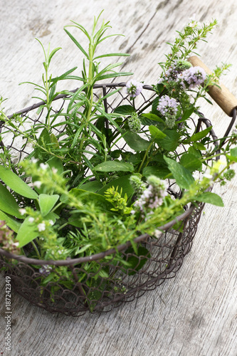 Frisch aus dem Kräutergarten – Stock-Foto | Adobe Stock